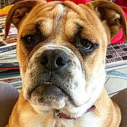 Nina participe au concours pour gagner de l'argent avec cette photo : animal, background, brown, canine, close_up, collar, dog, ears, expression, face, fur, furniture, indoor, magazines, pattern, pet, portrait, sitting, snout, white