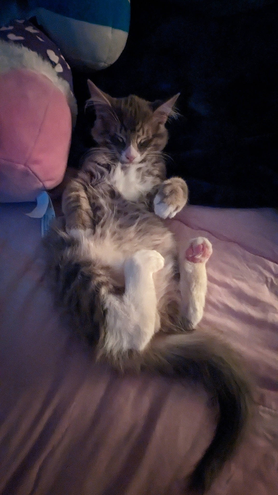 Kai is registered to the contest to win money with this photo: barefoot, bed, carnivore, cat, claw, cloud, comfort, darkness, domestic_short_haired_cat, felidae, foot, fur, human_leg, lap, paw, sitting, sky, small_to_medium_sized_cats, tail, whiskers