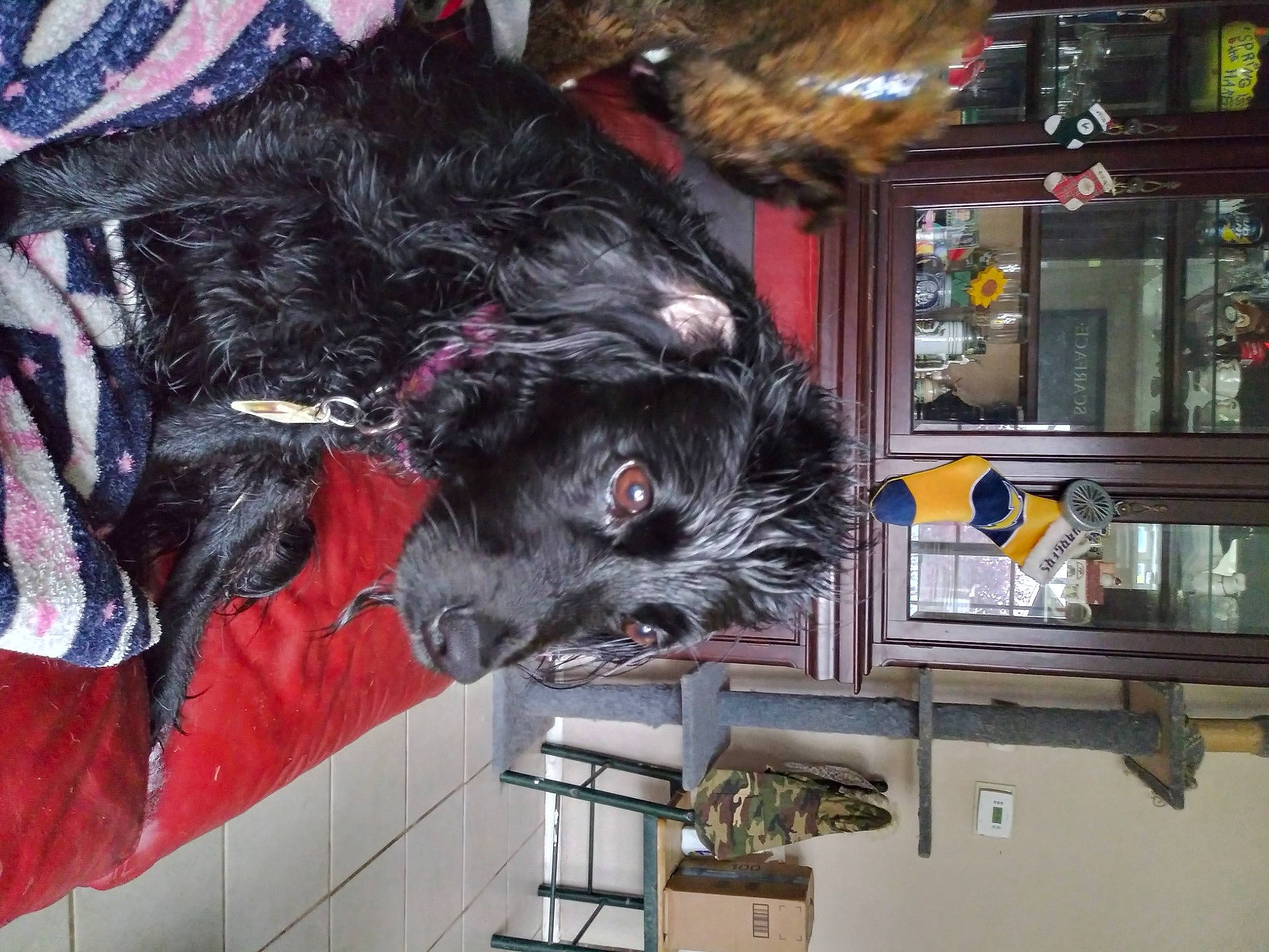 Ally joined the competition — help win amazing prizes! canidae, carnivore, cat, fur, small_to_medium_sized_cats, sporting_group