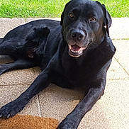 Néo a rejoint le concours — aidez-le/la à gagner de superbes lots ! dog, black_labrador, outdoor, grass, patio, welcome_mat, sunlight, smiling, pet, canine, animal, leaves, greenery, relaxed, friendly, tongue_out, happy, fur, muzzle, ears