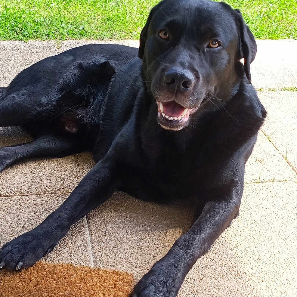 Néo a rejoint le concours — aidez-le/la à gagner de superbes lots ! dog, black_labrador, outdoor, grass, patio, welcome_mat, sunlight, smiling, pet, canine, animal, leaves, greenery, relaxed, friendly, tongue_out, happy, fur, muzzle, ears