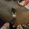Lil Mama joined the competition — help win amazing prizes! bag, blanket, brown_cat, casual, cat, cozy, curious_cat, floor, footwear, household_items, indoor, looking_up, notebook, patterned_socks, pet, robe, socks, striped_socks, wooden_floor, zebra_pattern