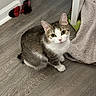 Lil Mama joined the competition — help win amazing prizes! animal, blanket, cat, corner, cozy, curious, cute, domestic, ears, feline, flooring, fur, indoor, looking_up, pet, socks, tabby, whiskers, wooden_floor, young_cat