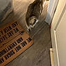 animal, cat, corner, cozy, curious, domestic, door, feline, floor, hallway, home, indoor, light, mat, pet, shadow, tail, text, walking, wooden_floor