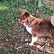 Cannelle participe au concours pour gagner de l'argent avec cette photo : dog, brown, white, outdoor, ivy, leaves, fence, nature, animal, pet, canine, fur, standing, side_profile, forest_floor, sunlight, collar, ears, snout, tail