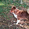 dog, brown, white, outdoor, ivy, leaves, fence, nature, animal, pet, canine, fur, standing, side_profile, forest_floor, sunlight, collar, ears, snout, tail