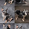 Speckler is registered to the contest to win money with this photo: dog, french_bulldog, puppy, merle_coat, animal, pet, portrait, studio, six_photos, collage, sitting, standing, cute, ears_up, spotted, gray_background, indoor, canine, adorable, looking_away