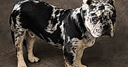 Speckler is registered to the contest to win money with this photo: french_bulldog, dog, pet, animal, black_and_white, speckled, standing, ears, wrinkles, curious, portrait, studio, brown_background, canine, paw, fur, companion, domestic_animal, cute, looking
