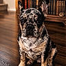 Speckler is registered to the contest to win money with this photo: dog, french_bulldog, merle_coat, pet, indoor, wooden_floor, bookshelf, books, brown, black, white, sitting, animal, cute, portrait, ears, floor, furniture, domestic_animal, canine