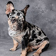 Speckler joined the competition — help win amazing prizes! dog, french_bulldog, puppy, merle, spotted_coat, pet, animal, studio, portrait, gray_background, ears, sitting, cute, canine, fur, paw, indoor, looking_away, young, adorable