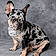 Speckler