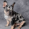 dog, french_bulldog, puppy, merle, spotted_coat, pet, animal, studio, portrait, gray_background, ears, sitting, cute, canine, fur, paw, indoor, looking_away, young, adorable
