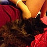 Koda is registered to the contest to win money with this photo: cat, black_cat, pet, animal, furry, sleeping, lap, person, hand, red_clothing, patterned_clothing, indoor, resting, cozy, relaxation, fur, legs, casual, comfort, home