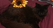 Koda joined the competition — help win amazing prizes! cat, black_cat, bed, bedding, blanket, sunflower, flower, indoor, pet, fur, sleeping, cozy, resting, purple_bedding, animal, cute, fluffy, relaxing, domestic_cat, home