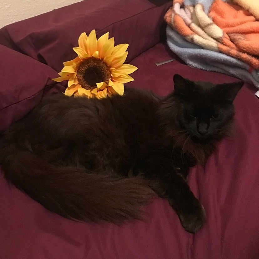 Koda