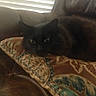 cat, black_cat, cushion, leather_couch, indoor, pet, animal, feline, resting, closeup, patterned_fabric, window_blinds, home, cozy, fur, looking, relaxed, domestic_cat, seat, living_room