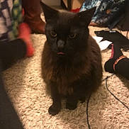 Koda joined the competition — help win amazing prizes! cat, indoor, carpet, brown_cat, blurry, pet, floor, legs, person, clothing, bag, cord, sitting, animal, feline, domestic, tongue_out, messy_room, furniture, relaxed