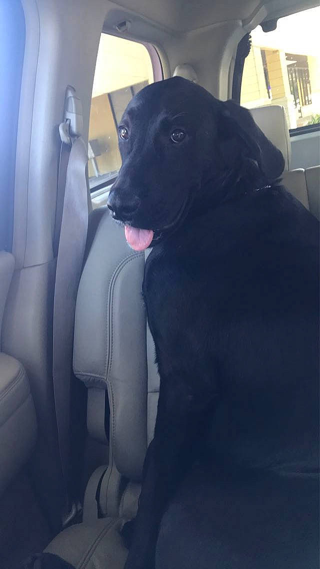 Fisher is registered to the contest to win money with this photo: animal, backseat, black_dog, canine, car_interior, companion, daytime, dog, domestic_animal, happy, indoors, leather_seat, looking_back, pet, seatbelt, sunlight, tongue_out, transportation, vehicle, window