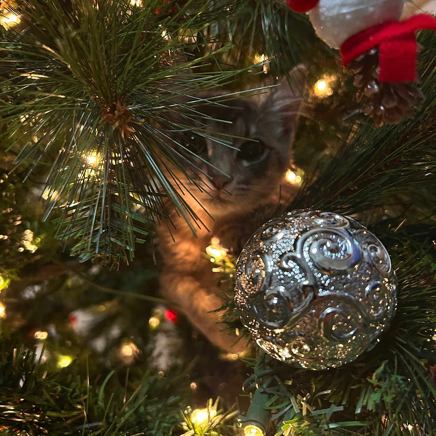 Kitten Whiskers is registered to the contest to win money with this photo: animal, cat, christmas_decor, christmas_lights, christmas_tree, closeup, cute, decorations, festive, greenery, holiday, holiday_lights, indoor, kitten, ornament, pet, pine_needles, seasonal, silver_ball, twinkling_lights