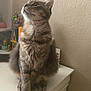 animal, cat, curious, cute, ears, feline, fluffy, furniture, gray_cat, home, indoor, looking_up, paws, pet, sitting, tabby, texture, toy, wall, whiskers