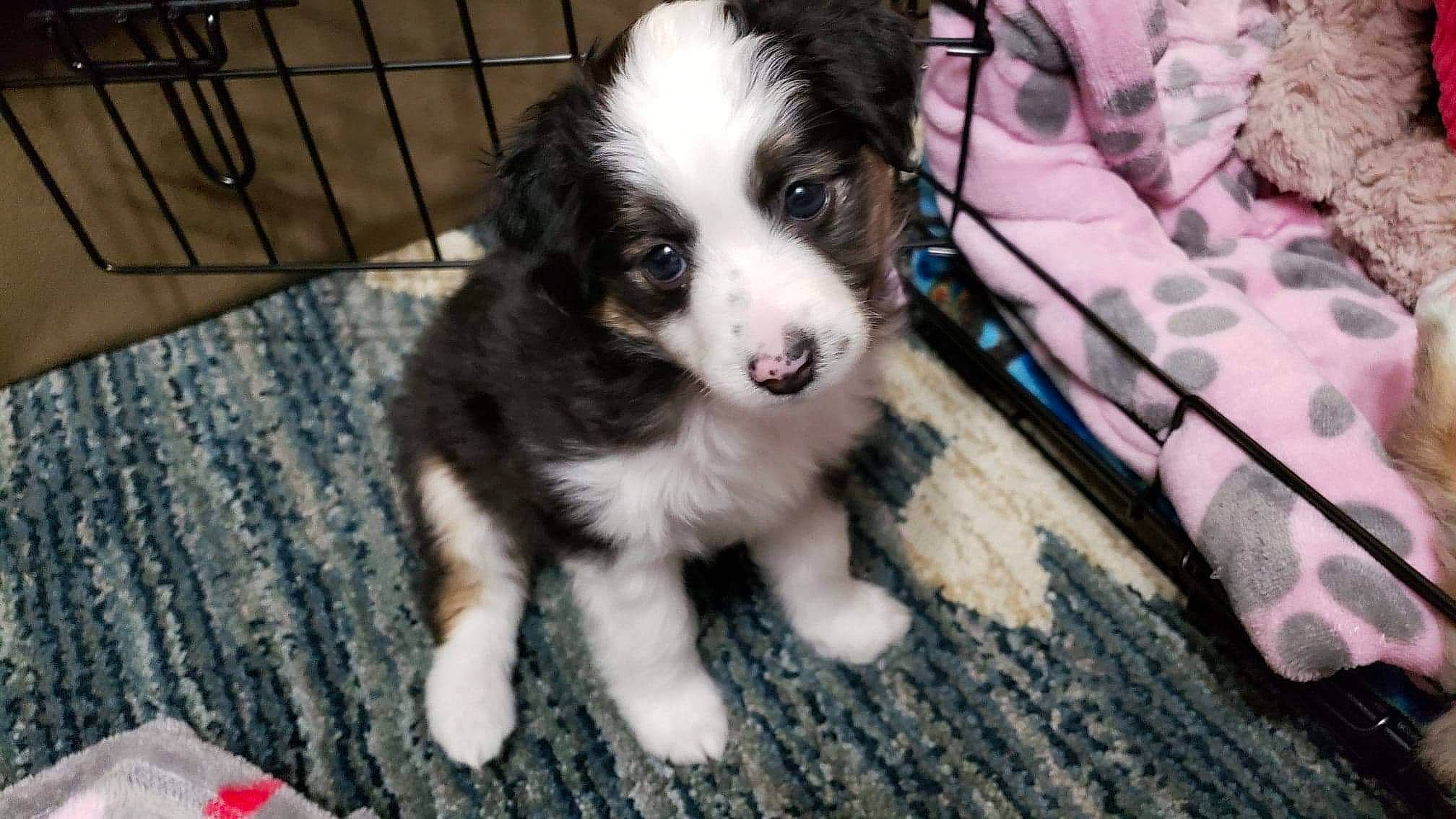 Midna is registered to the contest to win money with this photo: australian_collie, australian_shepherd, bernese_mountain_dog, border_collie, canidae, carnivore, companion_dog, dog, dog_breed, mammal, miniature_australian_shepherd, puppy, rare_breed_dog, sporting_group, vertebrate