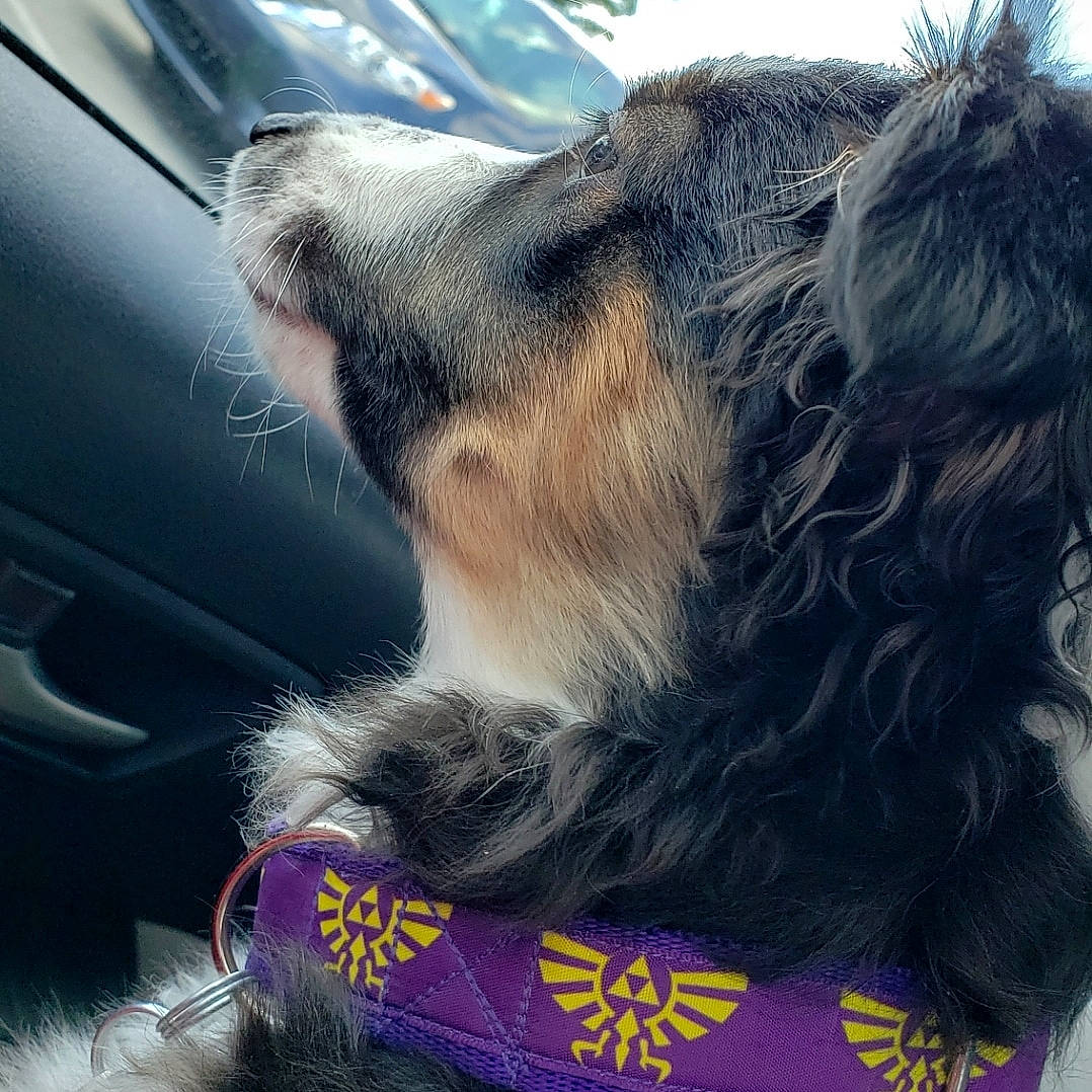 Midna joined the competition — help win amazing prizes! canidae, carnivore, companion_dog, dog, dog_breed, dog_collar, ear, fur, puppy, snout, sporting_group