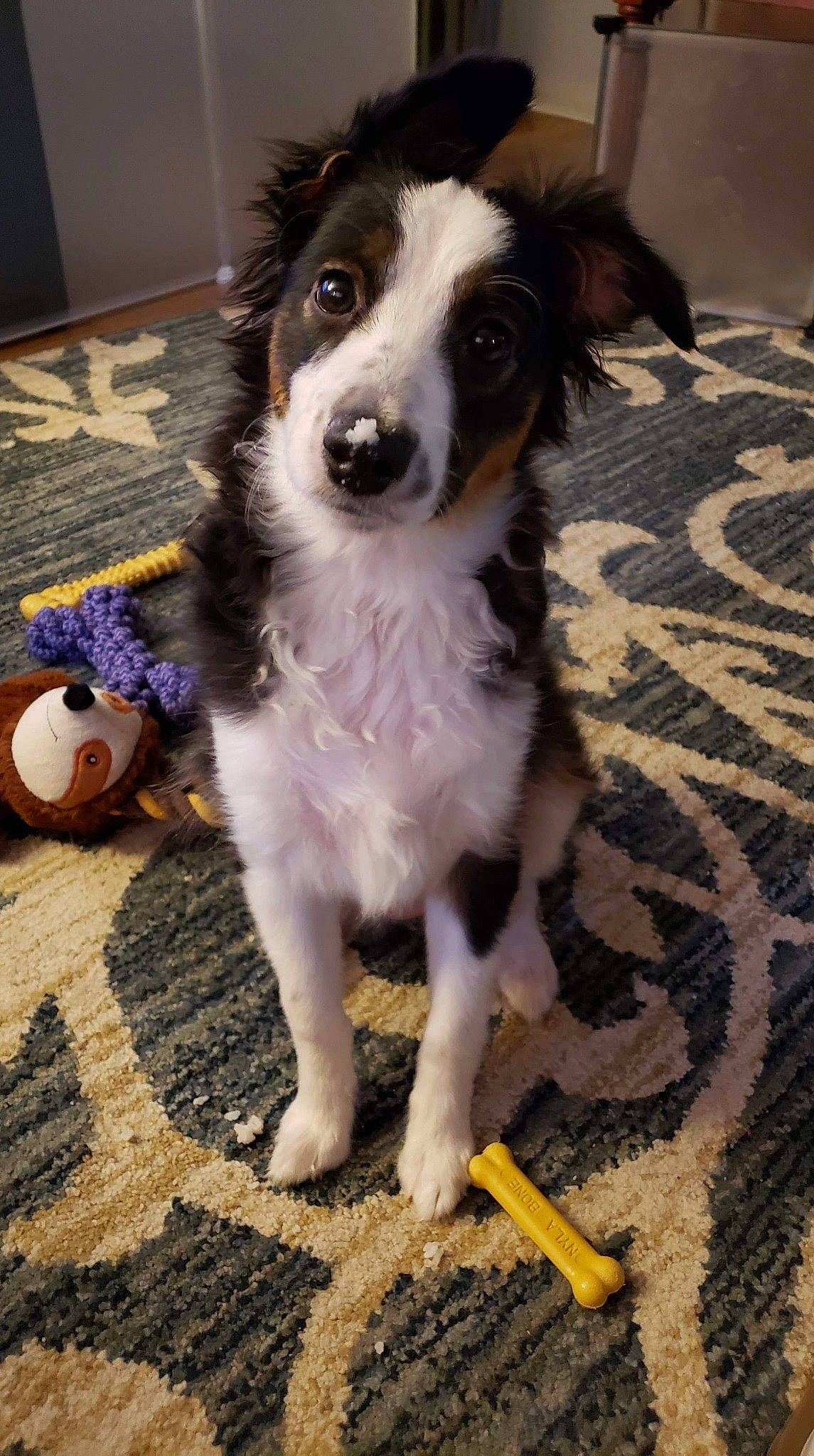 Midna is registered to the contest to win money with this photo: australian_collie, australian_shepherd, border_collie, canidae, carnivore, companion_dog, dog, dog_breed, mammal, mcnab, miniature_australian_shepherd, puppy, rare_breed_dog, sporting_group, vertebrate, welsh_sheepdog, working_dog