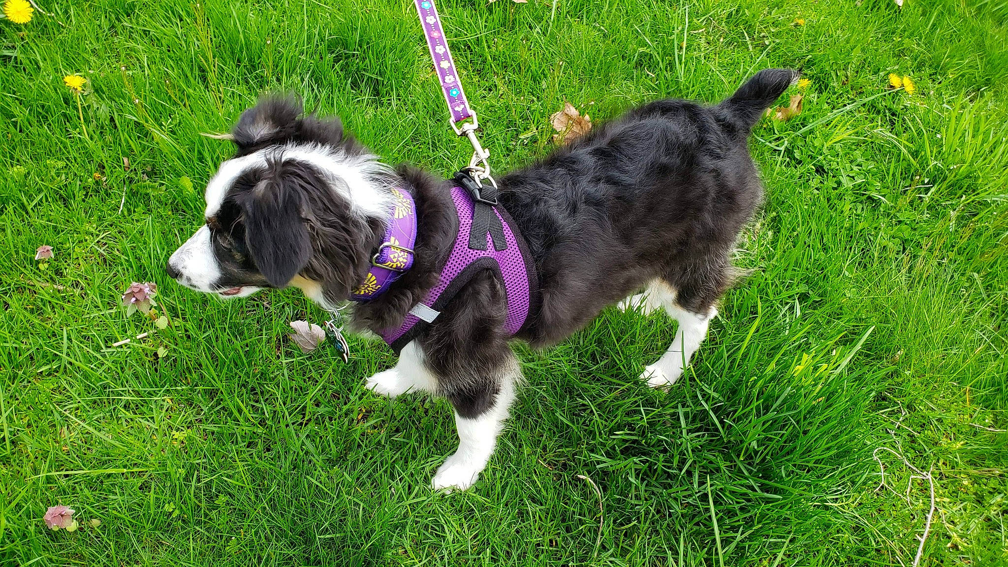 Midna is registered to the contest to win money with this photo: canidae, carnivore, companion_dog, dog, dog_breed, grass, herding_dog, mammal, miniature_australian_shepherd, puppy, rare_breed_dog, sporting_group, stabyhoun, tail, vertebrate, welsh_sheepdog, working_dog