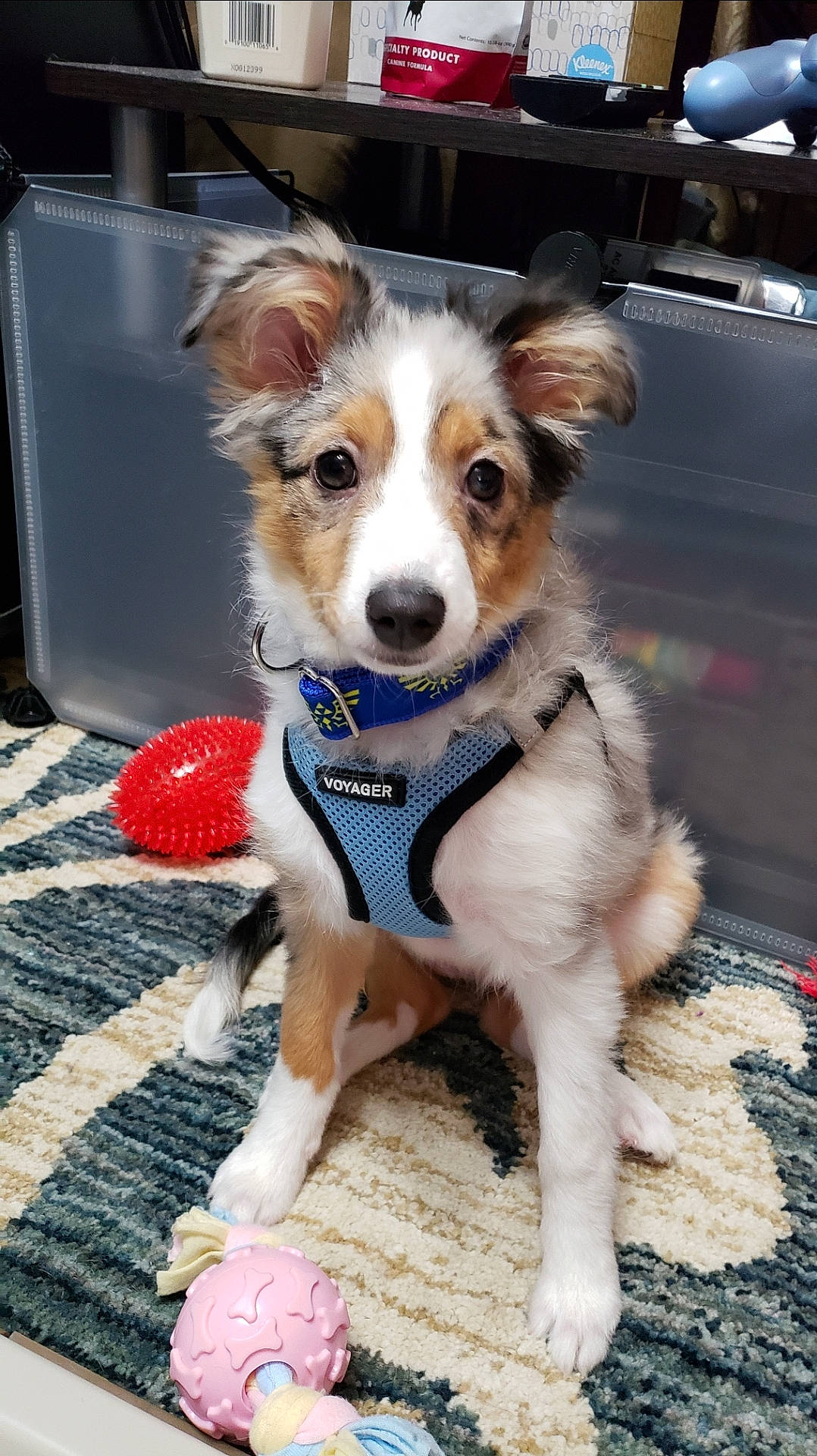 Zelda is registered to the contest to win money with this photo: australian_collie, australian_shepherd, canidae, carnivore, companion_dog, dog, dog_breed, mammal, miniature_australian_shepherd, puppy, rare_breed_dog, snout, sporting_group, vertebrate, welsh_sheepdog, working_dog