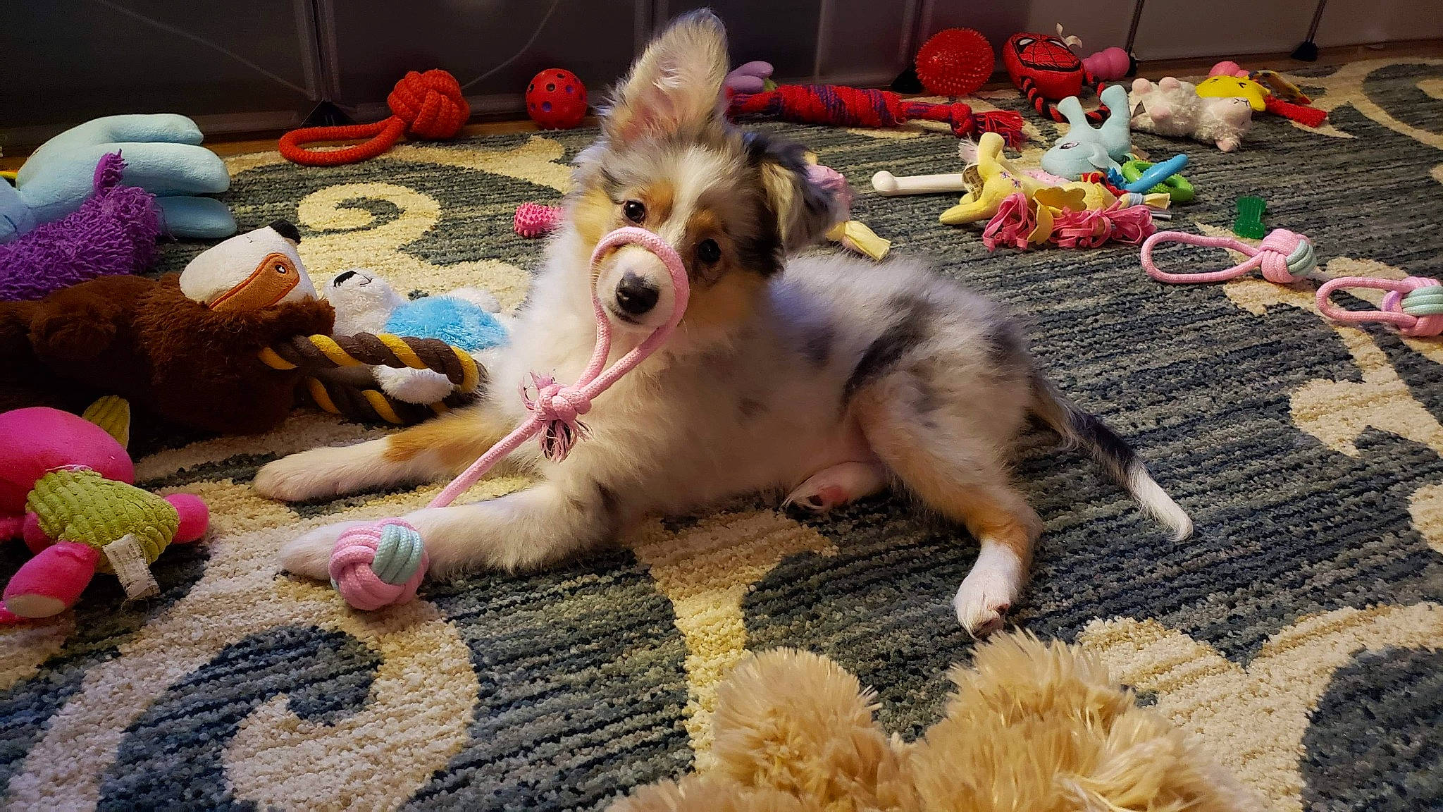 Zelda is registered to the contest to win money with this photo: australian_shepherd, canidae, carnivore, companion_dog, dog, dog_breed, ear, fawn, fur, mammal, miniature_australian_shepherd, paw, puppy, puppy_love, sporting_group