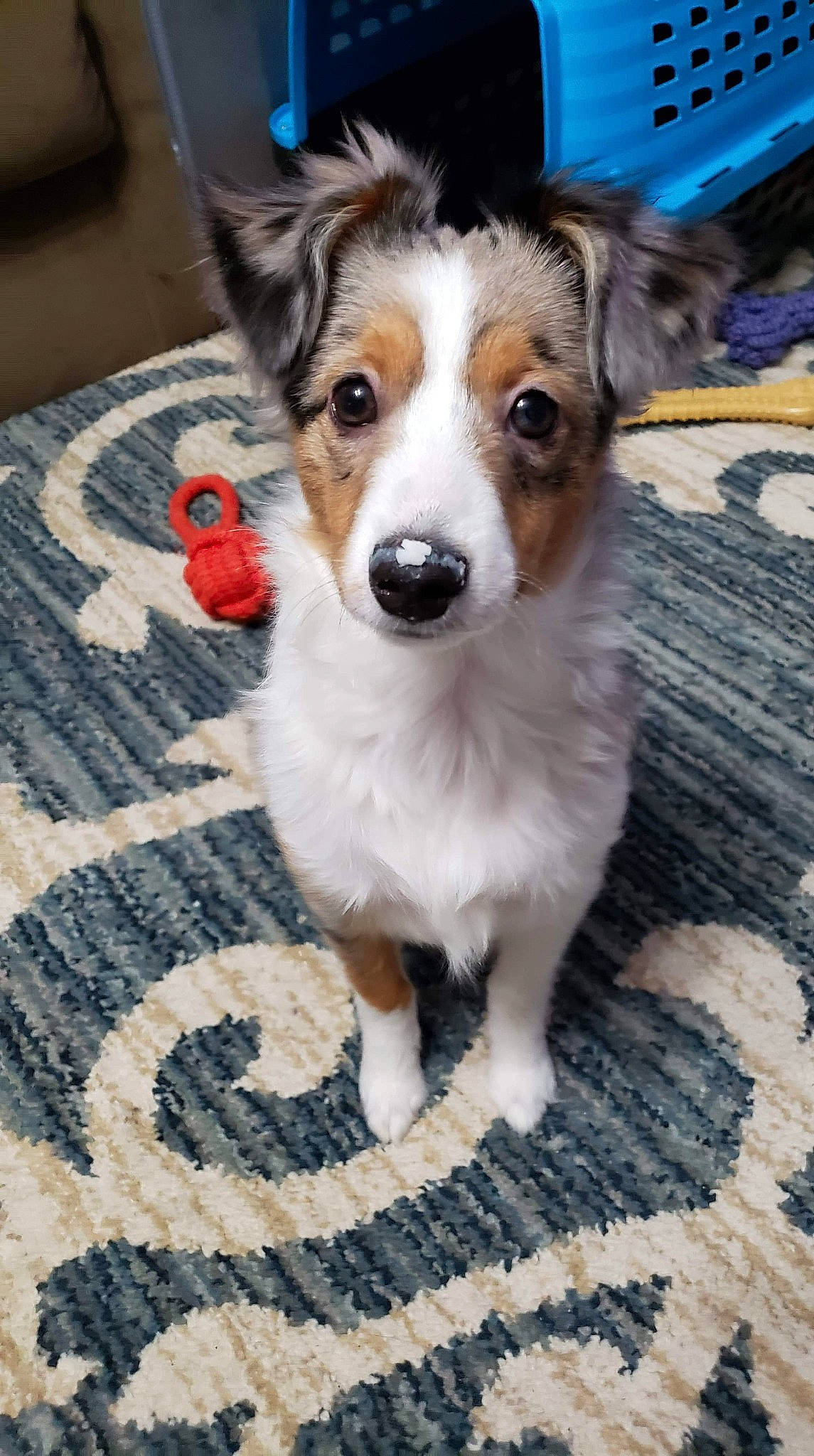 Zelda joined the competition — help win amazing prizes! australian_collie, australian_shepherd, canidae, cardigan_welsh_corgi, carnivore, companion_dog, dog, dog_breed, fawn, mammal, puppy, rare_breed_dog, snout, sporting_group, vertebrate, welsh_sheepdog, whiskers