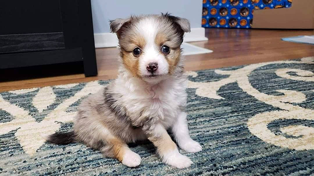 Zelda is registered to the contest to win money with this photo: australian_collie, australian_shepherd, border_collie, canidae, carnivore, companion_dog, dog, dog_breed, elo, fawn, mammal, miniature_australian_shepherd, puppy, rare_breed_dog, shetland_sheepdog, snout, vertebrate