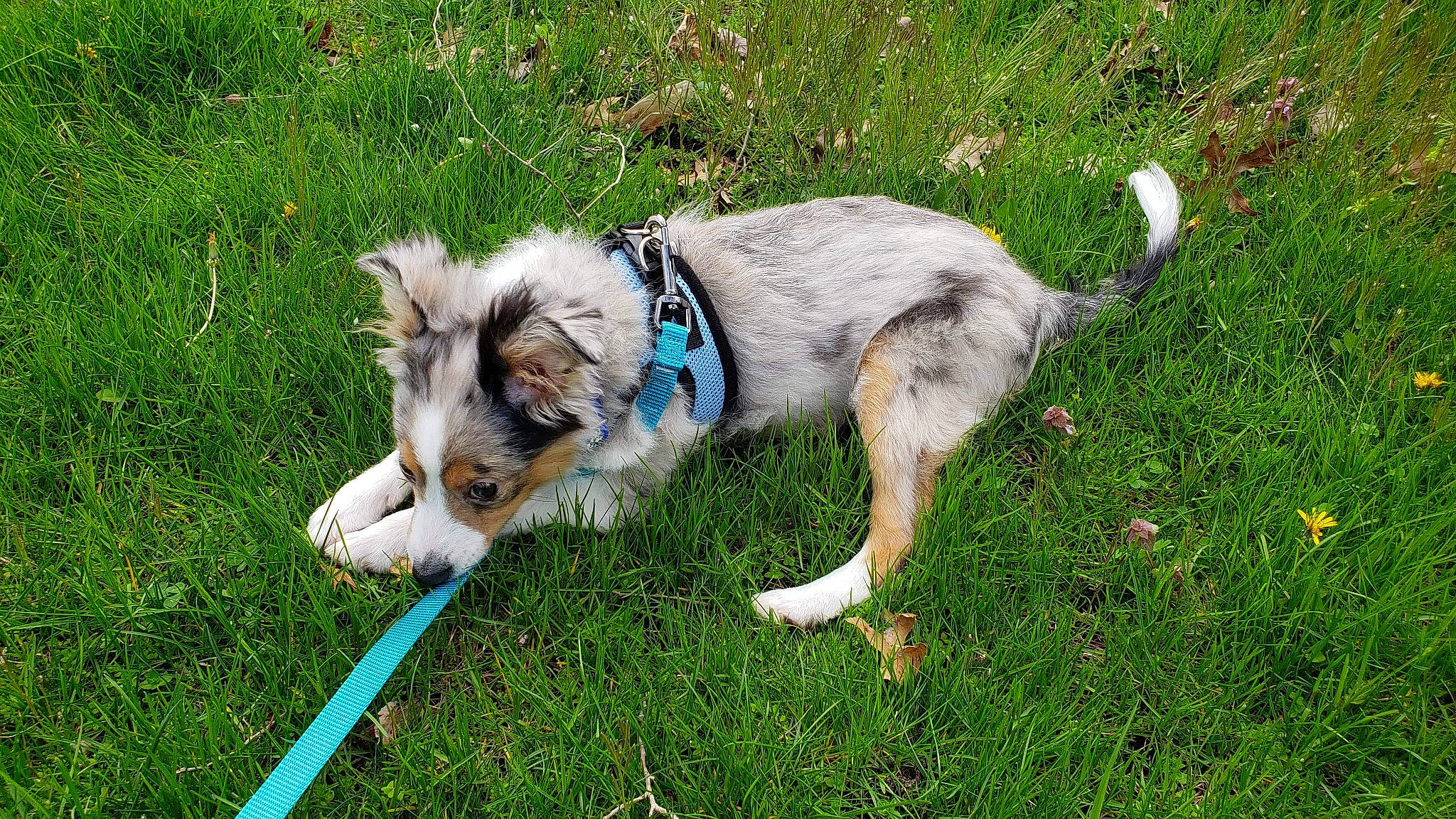 Zelda joined the competition — help win amazing prizes! australian_shepherd, canidae, carnivore, companion_dog, dog, dog_breed, grass, herding_dog, mammal, miniature_australian_shepherd, puppy, sporting_group, tail, vertebrate, welsh_sheepdog, working_dog