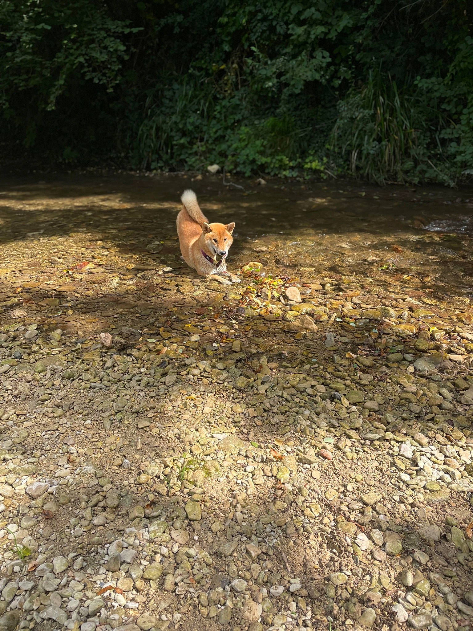 Thaïs participe au concours pour gagner de l'argent avec cette photo : asphalt, carnivore, deciduous, dirt_road, fawn, forest, grass, landscape, natural_landscape, plant, road, road_surface, tail, terrestrial_animal, trail, tree, trunk, wildlife, wood, woodland