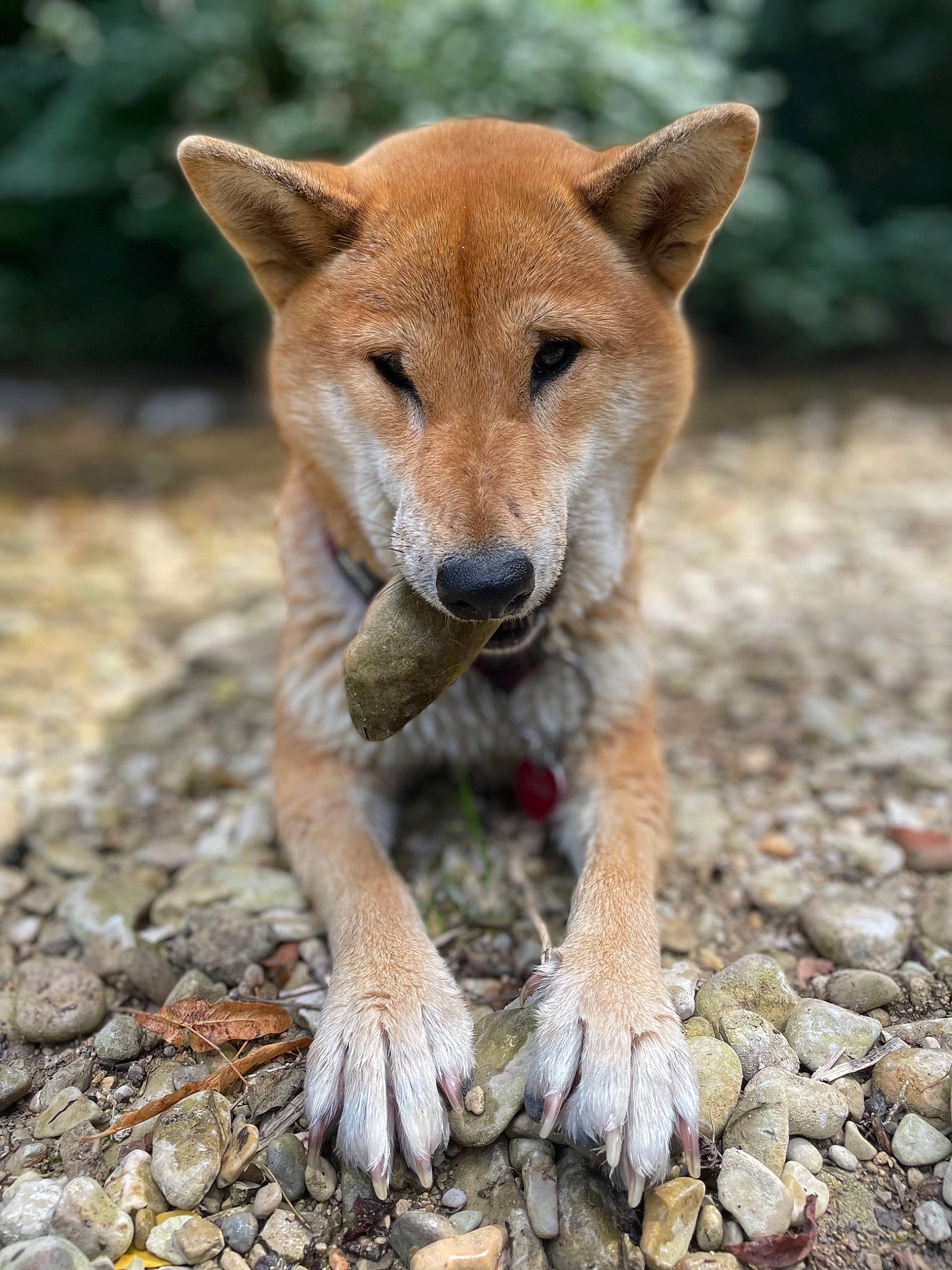 Thaïs a rejoint le concours — aidez-le/la à gagner de superbes lots ! canidae, canis, carnivore, companion_dog, dog, dog_breed, fawn, fur, grass, snout, soil, tail, terrestrial_animal, whiskers, wildlife, wood