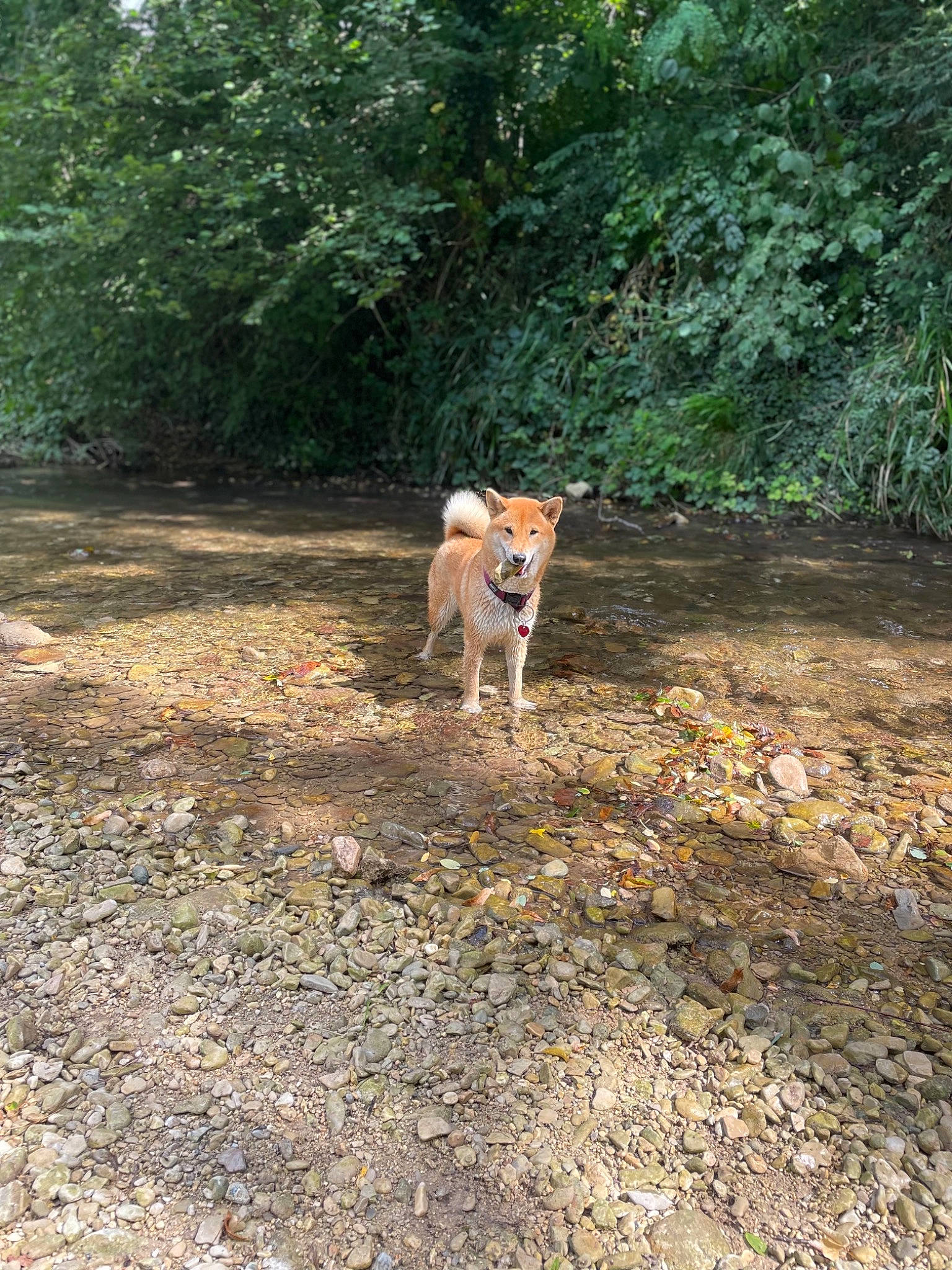 Thaïs participe au concours pour gagner de l'argent avec cette photo : carnivore, companion_dog, dirt_road, dog, dog_breed, fawn, forest, grass, landscape, plant, soil, sporting_group, street_dog, tail, trail, tree, wildlife, wood, woodland, working_animal