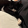 Stella is registered to the contest to win money with this photo: cat, sleeping, black_and_white, paw, bed, blanket, human, relaxing, indoor, fur, whiskers, pet, cozy, resting, cute, animal, comfort, close_up, soft, peaceful