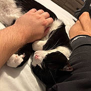 Stella is registered to the contest to win money with this photo: cat, black_and_white, petting, hand, bed, relaxed, sleepy, feline, person, shorts, legs, indoor, furniture, dresser, cozy, whiskers, pink_nose, fur, resting, comfort