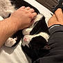 cat, black_and_white, petting, hand, bed, relaxed, sleepy, feline, person, shorts, legs, indoor, furniture, dresser, cozy, whiskers, pink_nose, fur, resting, comfort