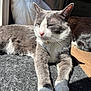 Lillie is registered to the contest to win money with this photo: cat, gray_cat, white_paws, sunlight, indoor, relaxed, stretching, fur, whiskers, pet, domestic_cat, sleepy, mat, shadow, plastic_bag, background, floor, household, two_cats, resting