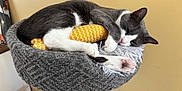 Lillie joined the competition — help win amazing prizes! cat, sleeping, cat_bed, gray_cat, white_cat, paw, pink_paw_pads, yellow_pillow, knitted_bed, feline, indoor, cozy, resting, pet, fur, whiskers, claw, home, relaxation, cute