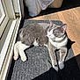 cat, gray_cat, white_cat, sunlight, indoor, mat, floor, window, pet, relaxed, sleeping, domestic_animal, fur, whiskers, paw, tail, collar, pink_nose, daylight, shadow