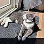 cat, gray_cat, white_cat, indoor, sunlight, sunny_spot, relaxing, sleeping_cat, pet, floor, door, mat, tail, shadow, domestic, household, fur, whiskers, pink_nose, collar