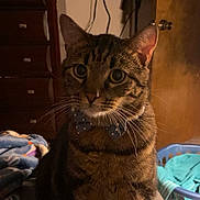 Gerald is registered to the contest to win money with this photo: cat, tabby_cat, bow_tie, pet, indoor, furniture, dresser, blanket, bed, laundry_basket, door, clothing, fabric, whiskers, ears, animal, mammal, domestic_animal, cute, portrait