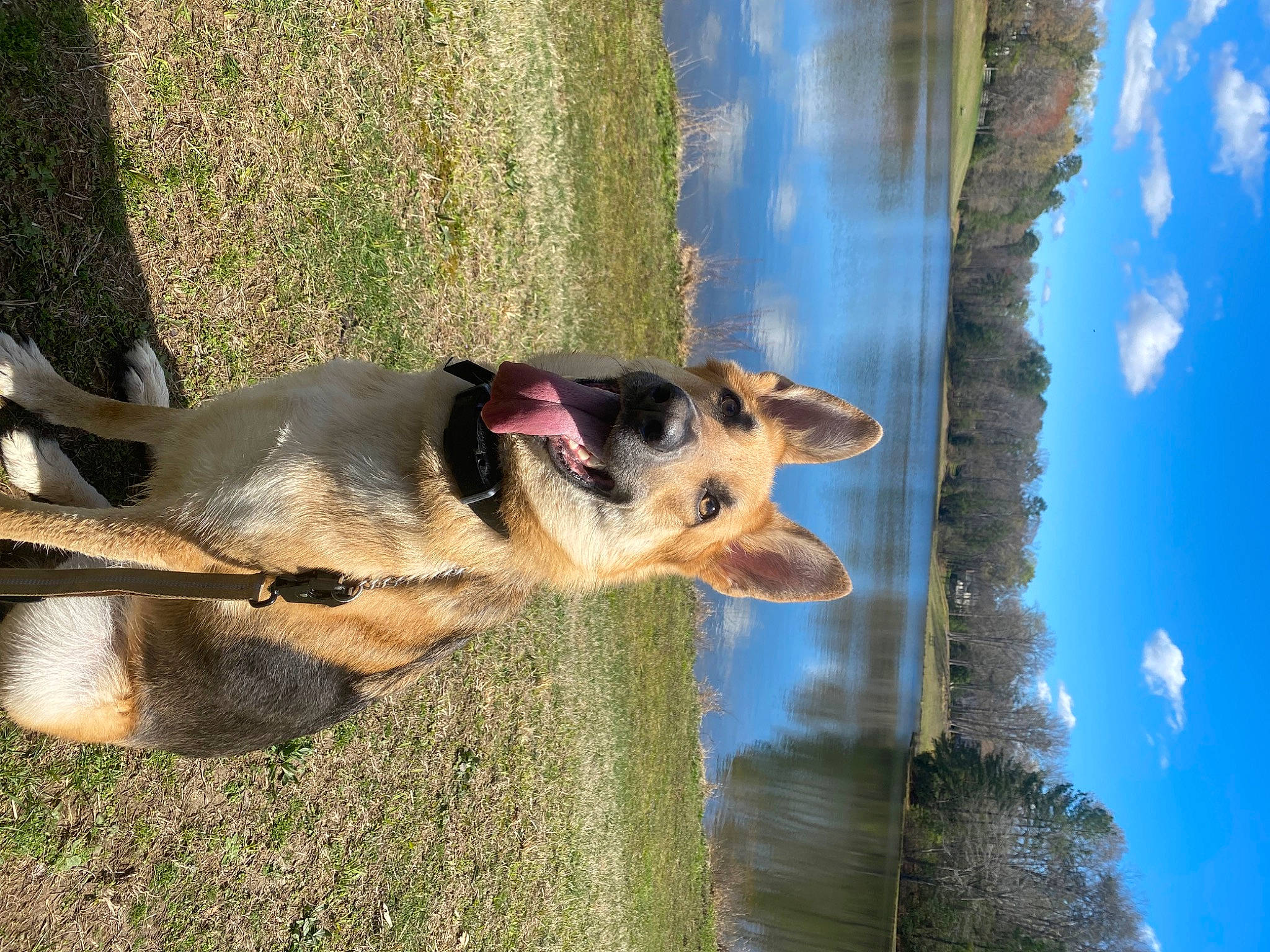 Cali is registered to the contest to win money with this photo: carnivore, cloud, collar, companion_dog, dog, dog_breed, east_european_shepherd, fawn, german_shepherd_dog, herding_dog, pet_supply, plant, reflection, sky, snout, sporting_group, tail, tree, water, working_dog