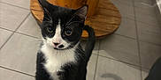 Aïko a rejoint le concours — aidez-le/la à gagner de superbes lots ! cat, tuxedo_cat, pet, indoor, tile_floor, wooden_table, stool, whiskers, paws, tail, curious, looking_up, black_and_white, eyes, furniture, home, playful, standing, closeup, shadow