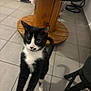 cat, tuxedo_cat, pet, indoor, tile_floor, wooden_table, stool, whiskers, paws, tail, curious, looking_up, black_and_white, eyes, furniture, home, playful, standing, closeup, shadow