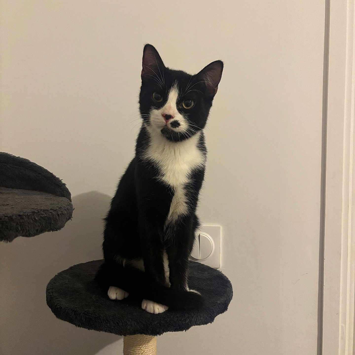 Aïko a rejoint le concours — aidez-le/la à gagner de superbes lots ! black_and_white, cat, cat_tree, curious, ears, electrical_outlet, eyes, feline, fur, furniture, indoor, kitten, paws, perch, pet, portrait, sitting, tuxedo_cat, wall, whiskers