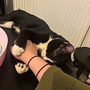 Aïko a rejoint le concours — aidez-le/la à gagner de superbes lots ! cat, tuxedo_cat, paw, human_hand, petting, indoor, table, pink_bowl, black_and_white, sleeping, cozy, whiskers, arm, sleeve, hair_ties, radiator, stool, close_up, relaxed, adult_cat