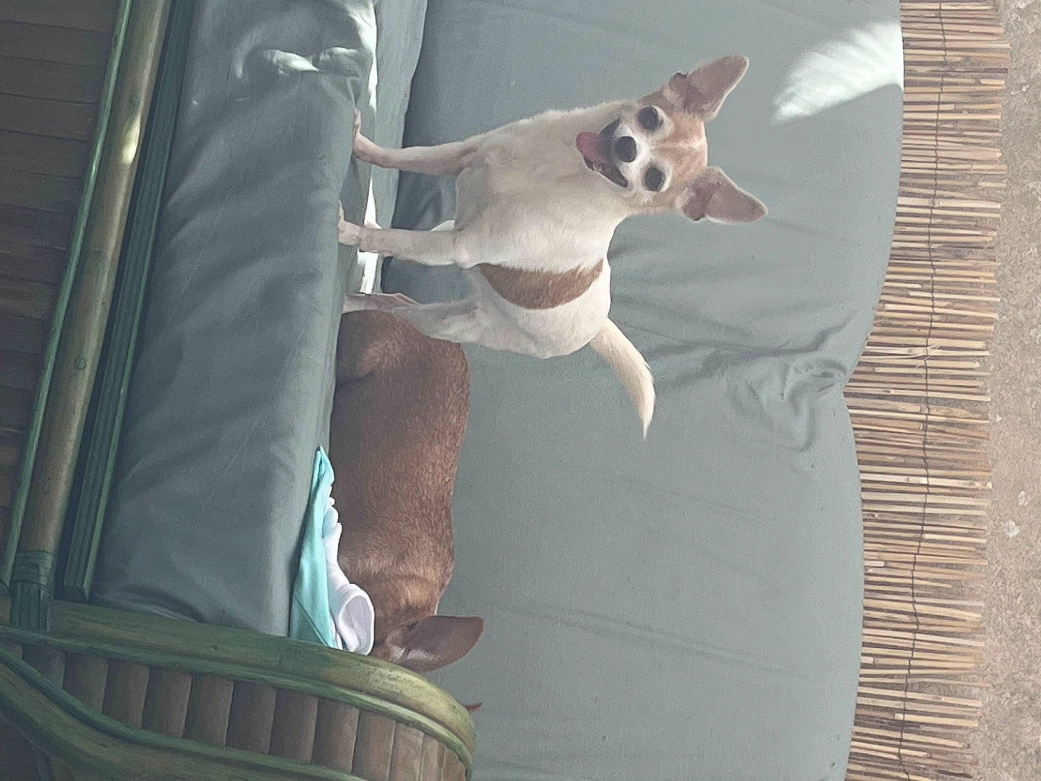 Guapa participe au concours pour gagner de l'argent avec cette photo : canidae, carnivore, collar, comfort, companion_dog, dog, dog_breed, dog_supply, elbow, eyewear, fawn, fur, pet_supply, small_to_medium_sized_cats, snout, sporting_group, tail, toy_dog, wood, working_animal